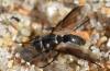 Periscepsia carbonaria